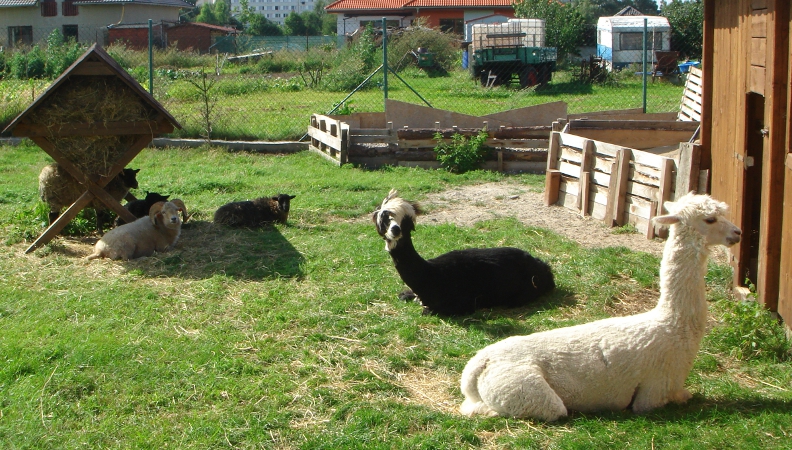 lamy
